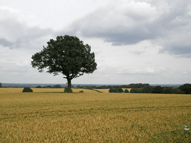 Tree on a field - pictore for a Developer tools on a desk with code on the screen article